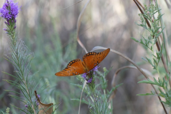 Gulf Fritillary butterfly