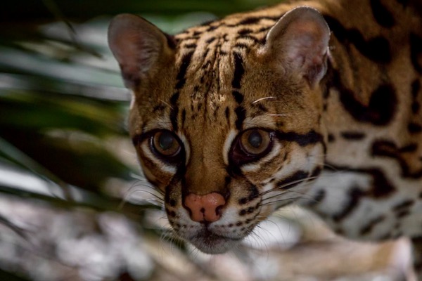 American Ocelot by Ben Masters