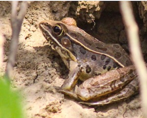 Southern Leopard Frog in Elm Fork