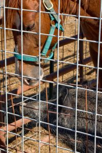 Atlasta Home Sanctuary Horse & Pig
