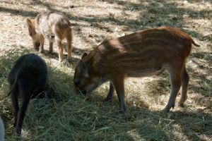 Atlasta Home Sanctuary Piglets