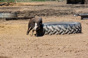 Atlasta Home Sanctuary Pig & Tire