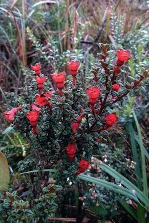 Brachyotum fictum