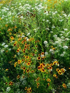 NPAT Prairie Tour Green Thread
