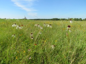 NPAT Prairie Tour Mary Talbot Prairie