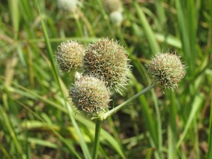 NPAT Prairie Tour Rattlesnake Master