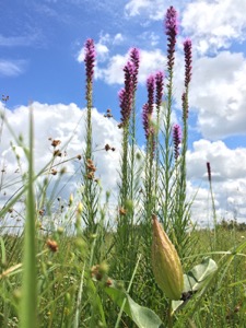 NPAT Prairie Tour 