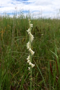 NPAT Prairie Tour Twisted Orchid