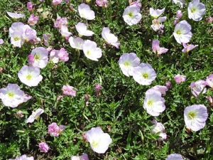 Showy pink primrose