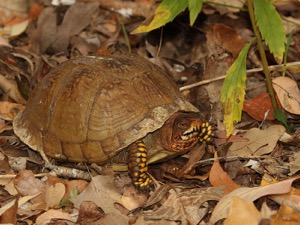 Great Trinity Forest turtle