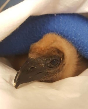 Bird convalescing at Rogers Wildlife Rehabiltation Center. 