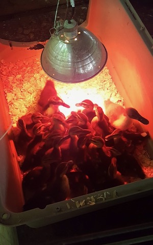 Bird convalescing at Rogers Wildlife Rehabiltation Center.