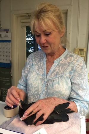 Kathy Rogers doctors a feathered patient. Photo by Andrea Ridout.