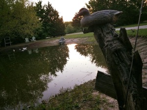 Savannah's Meadow