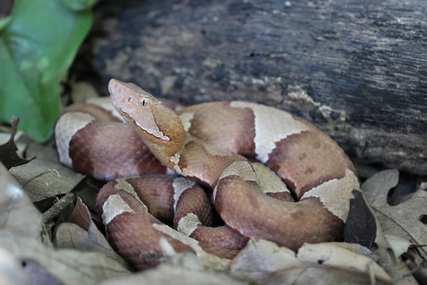 A broad-banded copperhead, which is venomous, is one of two kinds of copperheads found in North Texas Photo by Michael Smith.