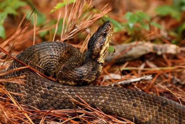 A northern cottonmouth, which is venomous, sometimes called the "water moccasin.” Photo by Meghan Cassidy