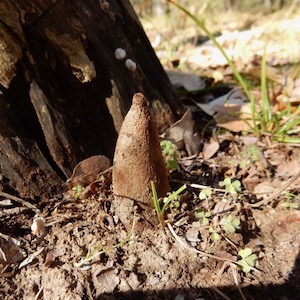 Texas Star mushroom shoot