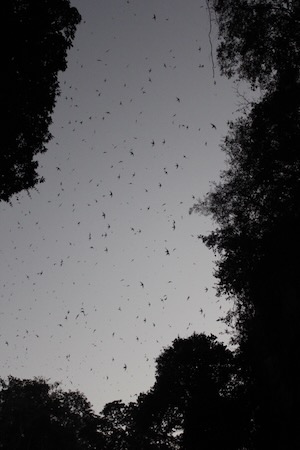 Chimney swifts on the wing. Photo by Richard Schwarz.
