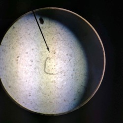 Trinity Valley soil study