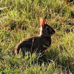 Tandy Hills Natural Area bunny