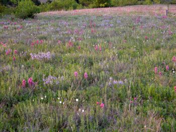 Tandy Hills Natural Area wildflowers