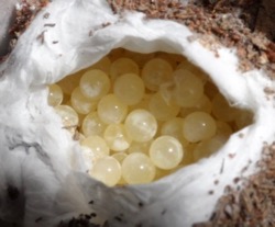 Tarntula eggs