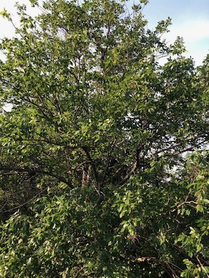 Texas native ash tree at Tandy Hills Natural Area