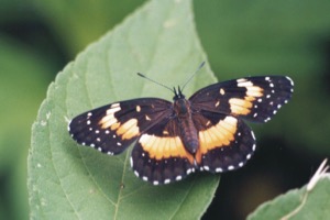 Tierra Verde butterfly