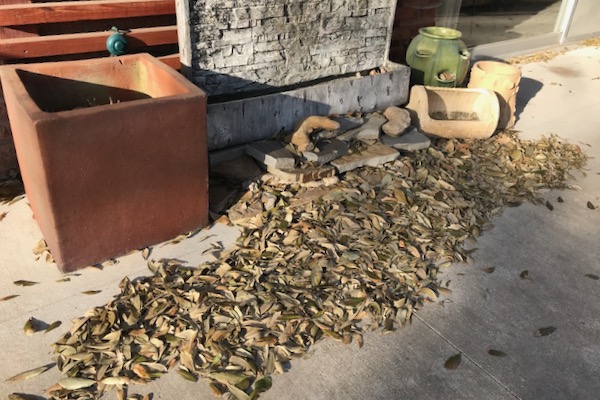 Live oak leaves that have been shedded