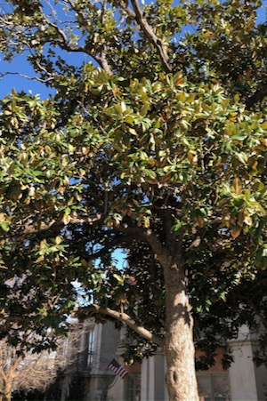 Magnolia after the Texas freeze