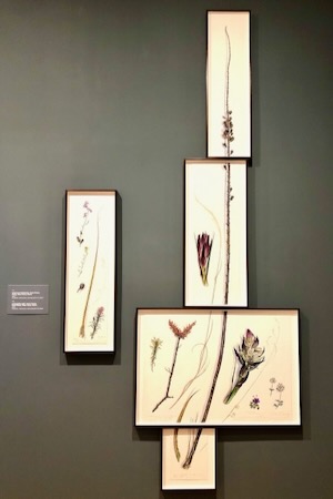 Imaginative displays of his drawings emphasize both the native plants’ height and how the prairie is increasingly segmented. Photo by Amy Martin.