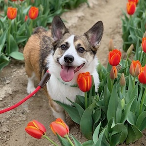 Tulipalooza