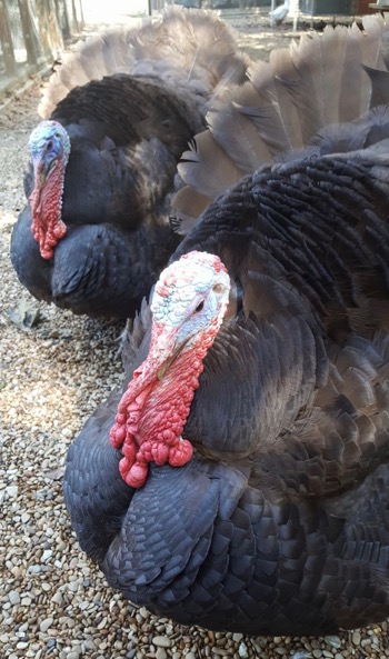 Turkeys Tom and Eddie 