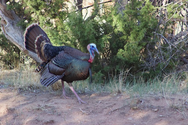 Wild turkey