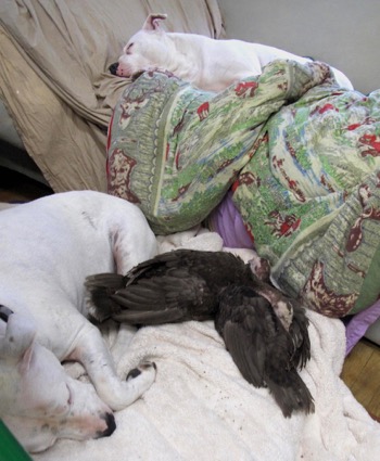 Turkeys and dogs