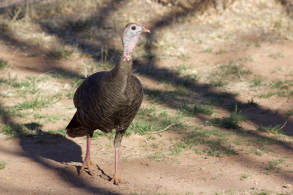 Wild Turkey hen