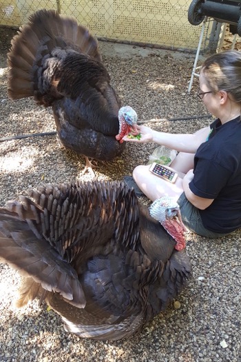 Turkeys