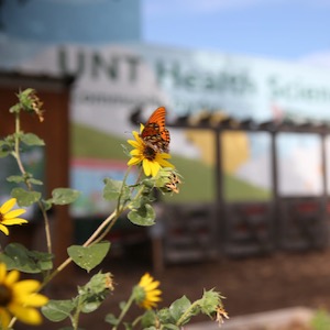 UNTHSC Community Garden monarch