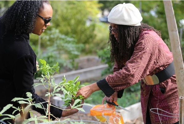 UNTHSC Community Garden