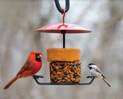Bird Feeder