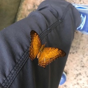 Texas Discovery Gardens Butterfly Valentine's Event