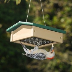 Marshall Grain suet feeder