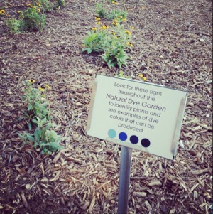 UNT Dye Garden