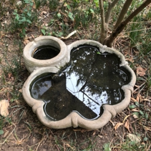 Birdbath. Photo by Karl Thibodeaux.