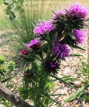 Dallas Waterwise Landscape Tour