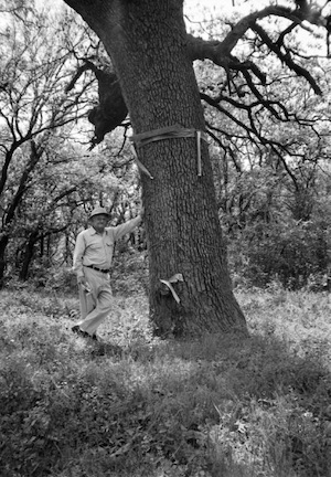Witness Oak