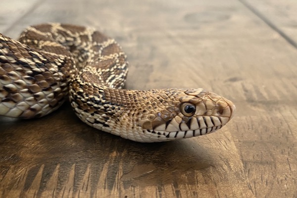 A young bull snake named Bailey provides educational outreach. Photo by Michael Smith.