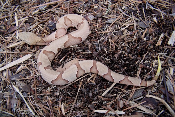 A young copperhead. Photo by Michael Smith.