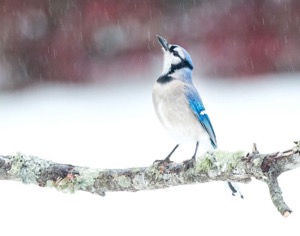 Audubon Christmas Bird Count