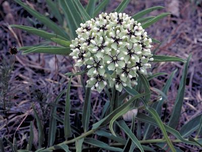 Antelope horn milkweed